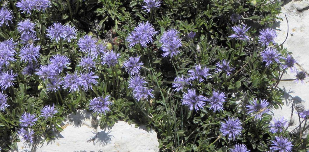 Globularia cordifolia